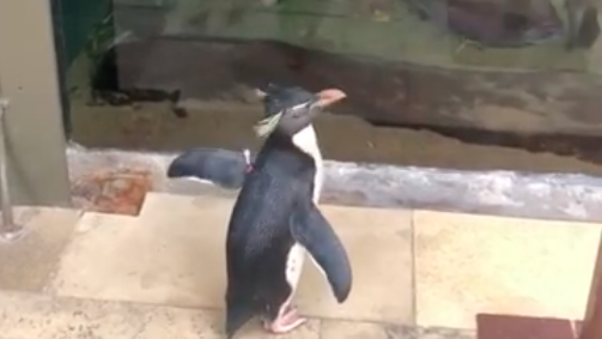Watch this adorable penguin visit his neighbors on a 'field trip' around his empty aquarium