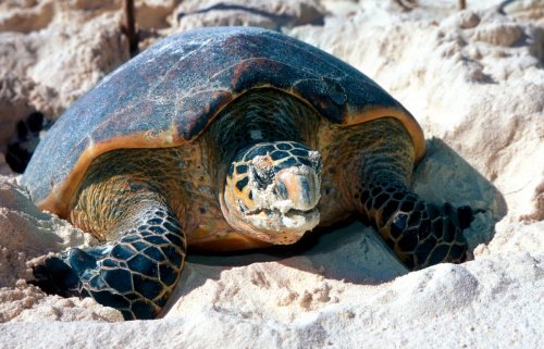 Critically endangered Hawksbill turtle makes way to Jebel Ali Wetland ...