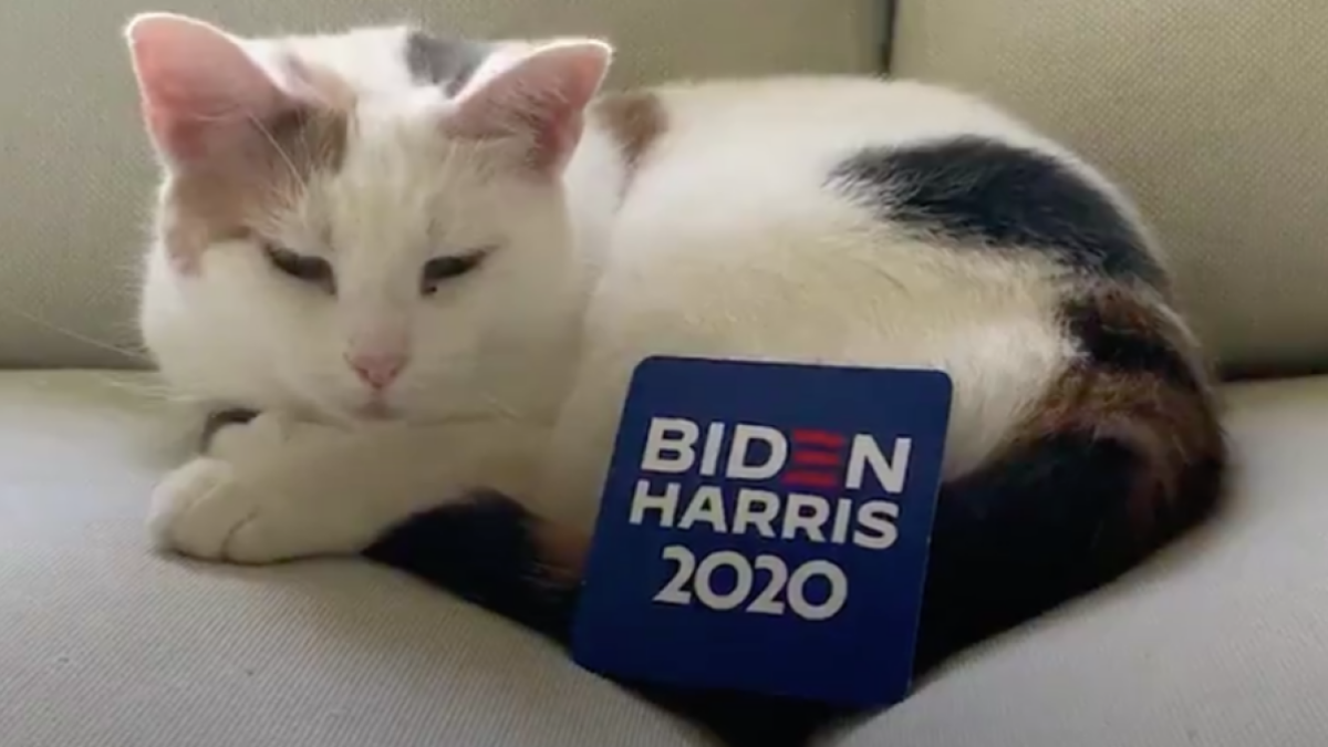 Joe Biden and Kamala Harris enlist adorable cats to help them defeat Trump