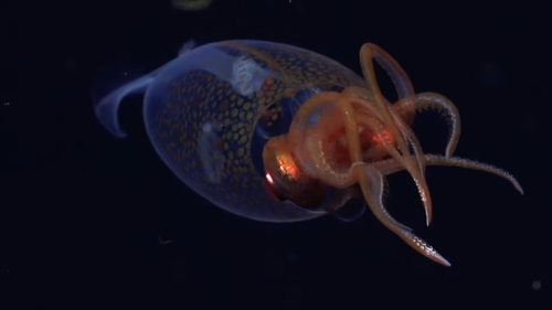 Deep sea craft filmed unprecedented footage of a colossal squid
