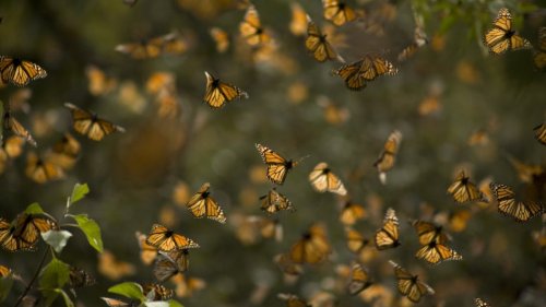 Listen to the magical sound of millions of butterflies taking flight at once