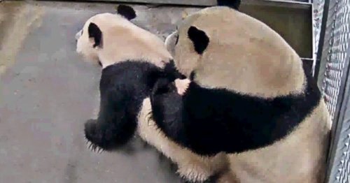 This is an image of two pandas having sex. Here's why it means a lot.