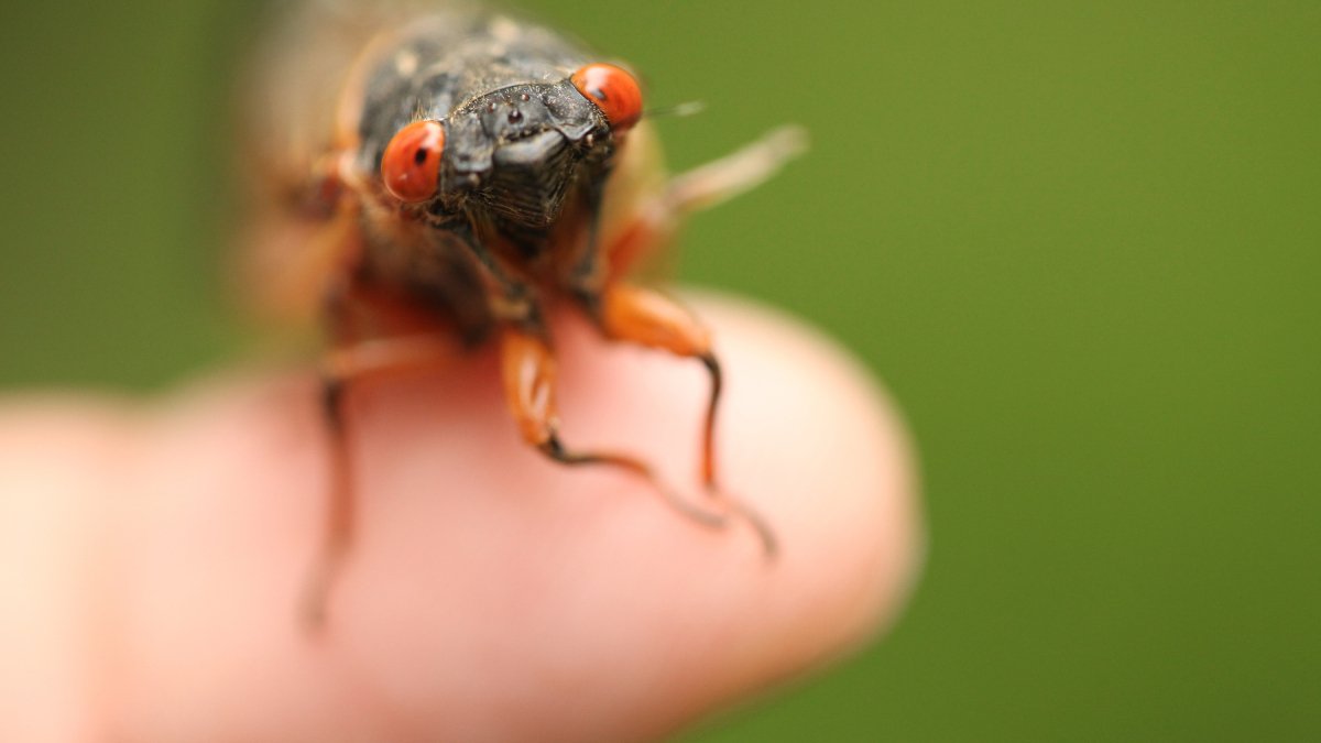 Cicadas aren't gross, you're gross