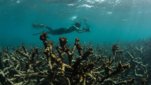 Global coral bleaching event to hit U.S. hard, with no end in sight, scientists warn