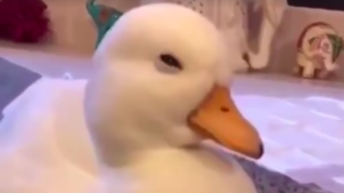 I can't stop watching this overdubbed video of a duck falling asleep in class
