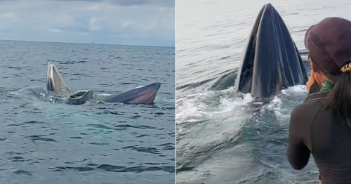 3 majestic whales make a rare & surprising appearance in Langkawi waters