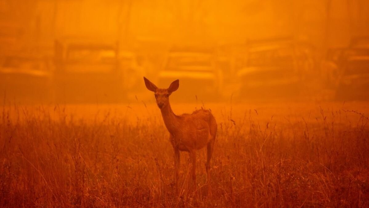 Why the Dixie Fire won't stop burning
