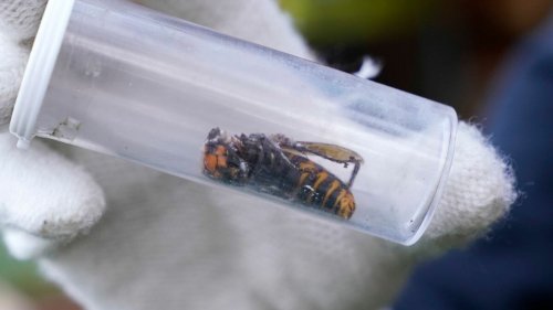 Scientists destroyed the first 'murder hornet' nest found in Washington state