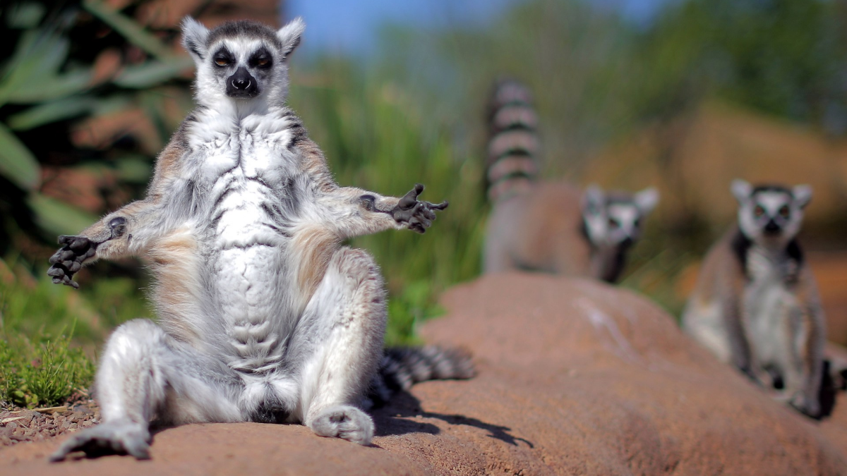 The San Francisco Zoo's stolen lemur saga gets a weird, happy ending