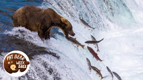How many fish do the fat bears eat?