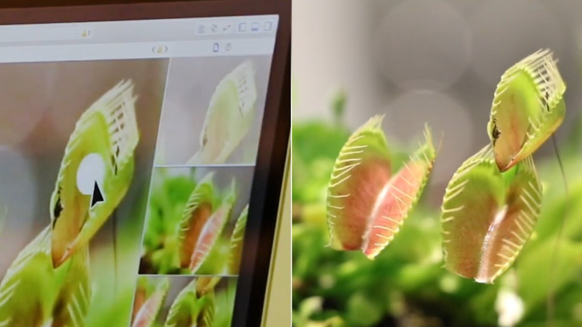 'Cyborg botany' is a process that turns plants into electronic devices