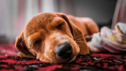 Gen Zs Are Sleepmaxxing To Fix Burnout; Here’s What The New TikTok Wellness Trend Means