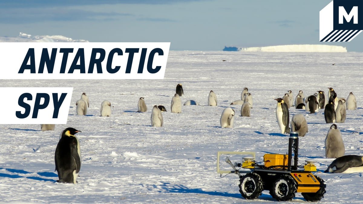 In Antarctica, a clunky robot has befriended a colony of penguins
