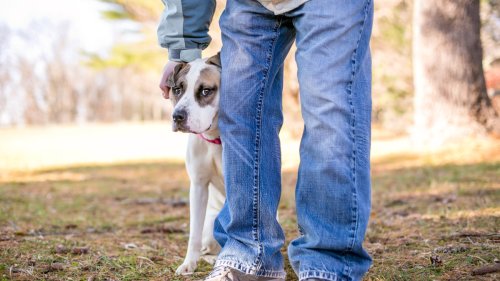 What to do if your dog doesn't like other dogs or strangers