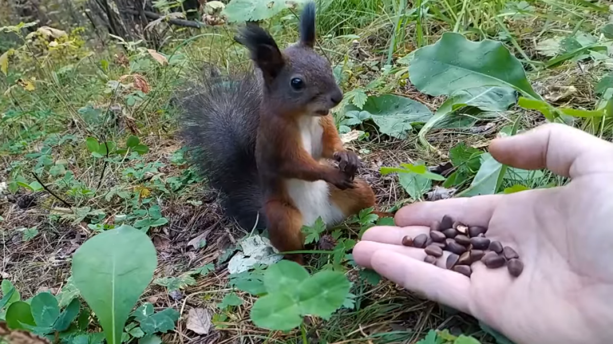 A squirrel malfunctions while eating nuts in the most 2020 mood