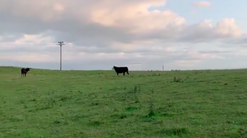 This video of 2 cow friends reuniting is extremely moo-ving
