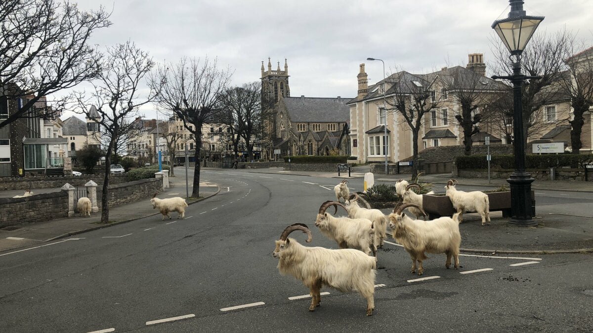 Smart goats, seizing the moment, take over town under coronavirus lockdown