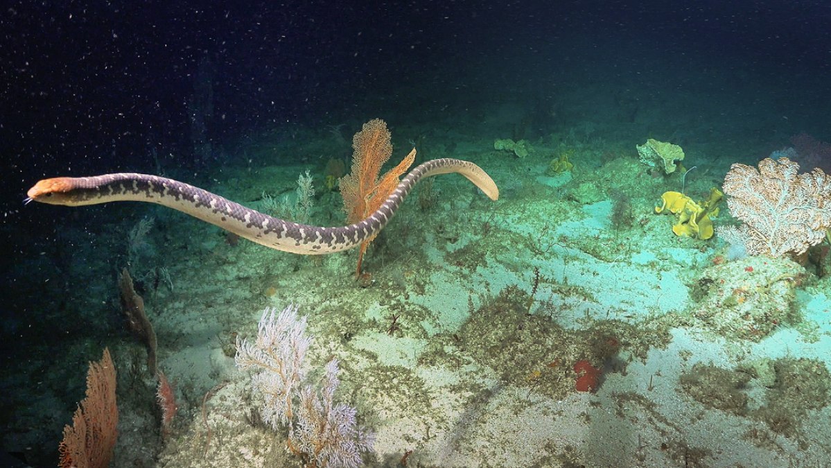 9 stunning images of deep-sea life captured by an aquatic robot