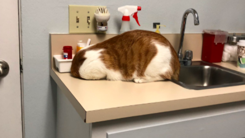 Cat demonstrates clearly winning strategy to hide from the vet
