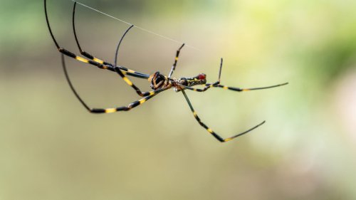 Large spiders are rapidly spreading in the U.S. They're not after you.