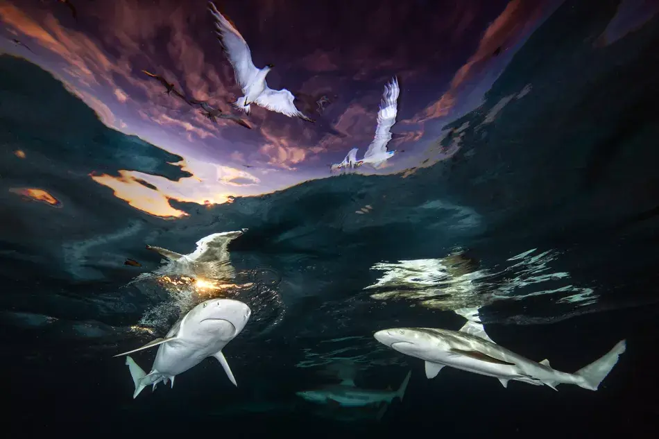 These 20 Underwater Animal Photos Will Blow You Away