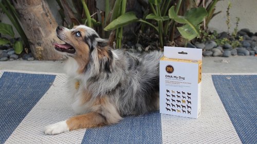 Save 24% on this dog DNA test and find out your pup's unique heritage