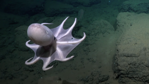 Scientists find stunning new octopus world in the deep sea