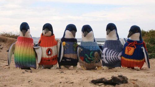 Australia's oldest man likes to knit mini sweaters for injured penguins
