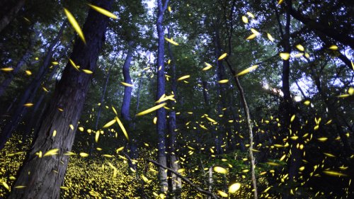 How to see synchronous fireflies in the Great Smoky Mountains this year