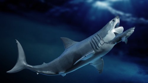 There's a fascinating new clue to the giant megalodon's extinction