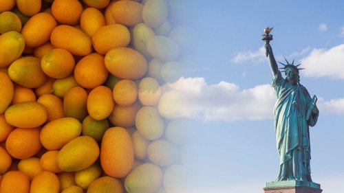 America Rejects Rs 4.2 Crore Worth Indian Mango Exports; Netizens Jibe, ‘Thank Trump Uncle’