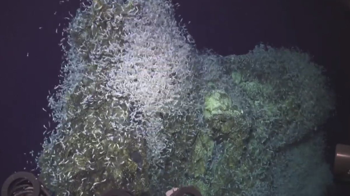 Watch a quake startle a swarm of deep sea creatures