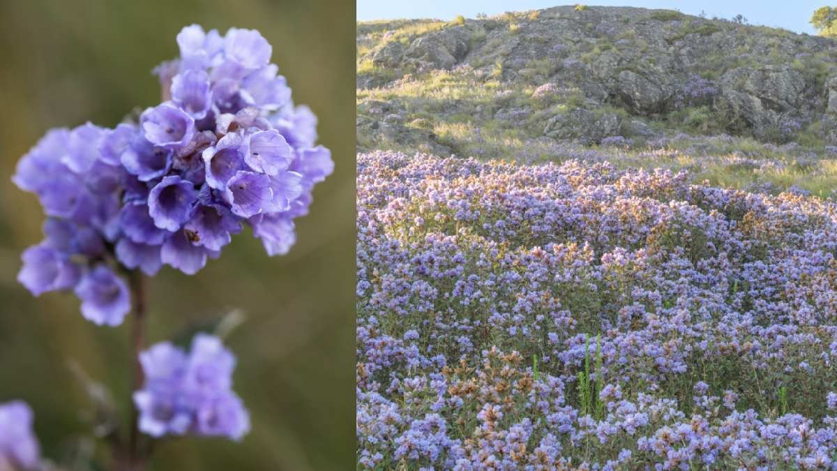 Munnar's Rare Neelakurinji Flowers Bloom Again After 12 Years; Two Youths Booked For Uprooting