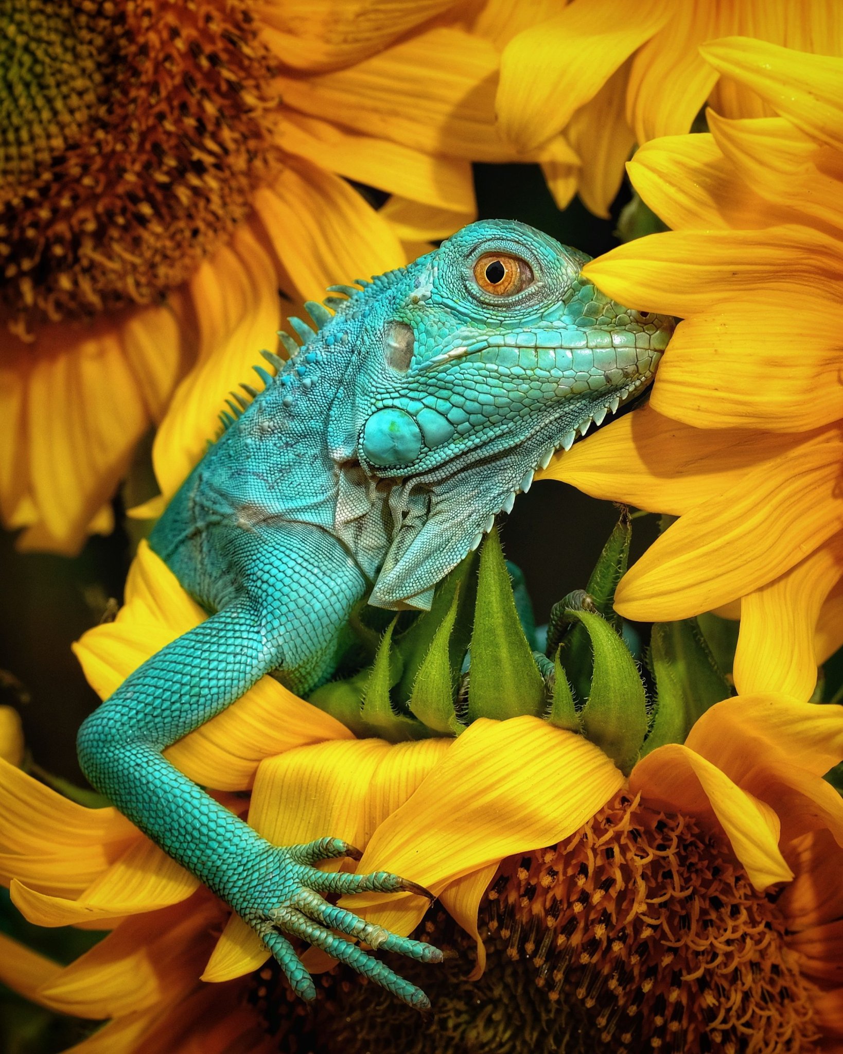 Here are 15 of the best animal photos from 2020