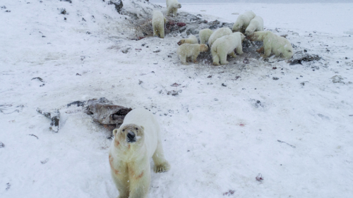 61 polar bears amass outside Arctic village because sea ice is pitifully low