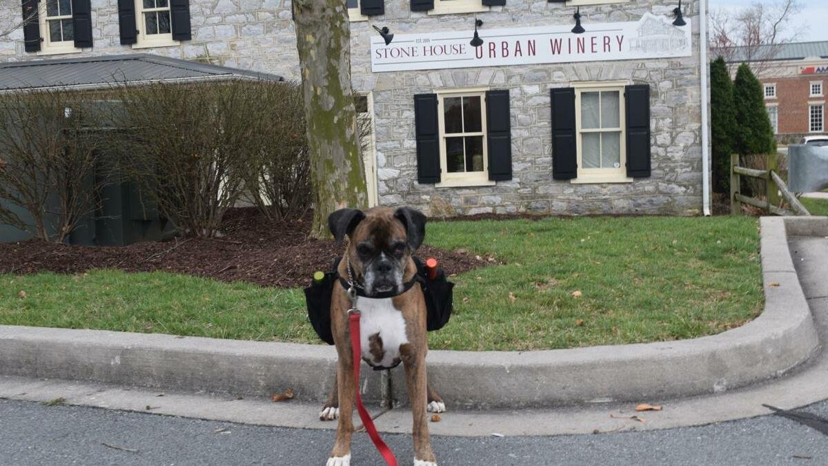 A very good dog named Soda Pup is delivering wine during the coronavirus crisis