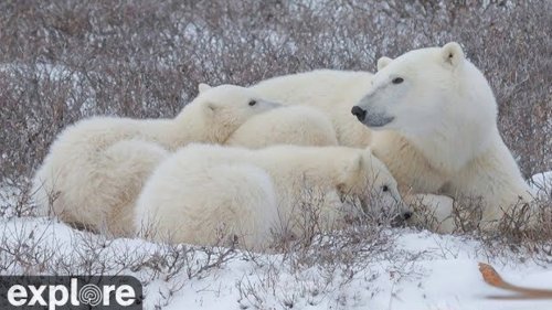 Netflix has nothing on this polar bear webcam livestream