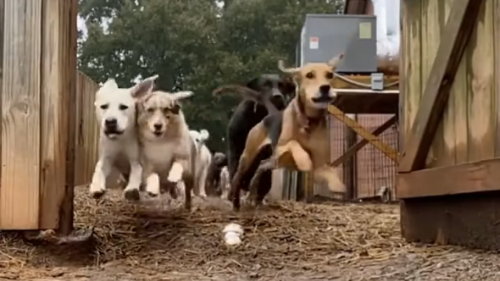 You need to watch this dog stampede, because 2020 has been hard enough