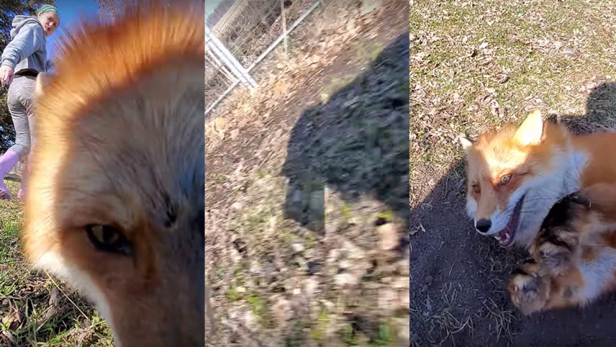Sneaky fox steals phone, runs away while it's still recording