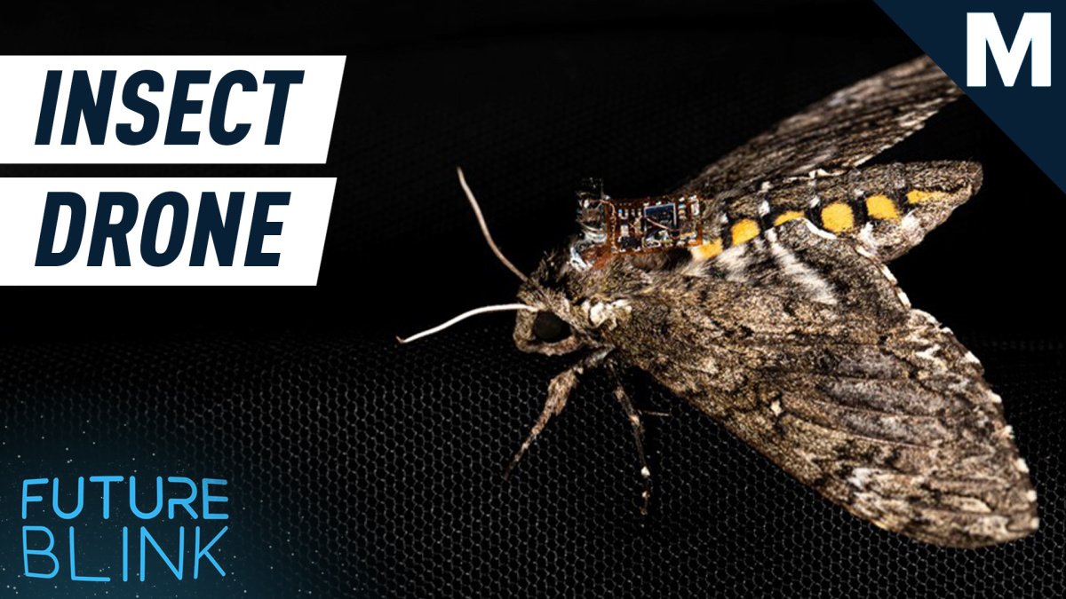 Researchers are using insects to airdrop lightweight sensors
