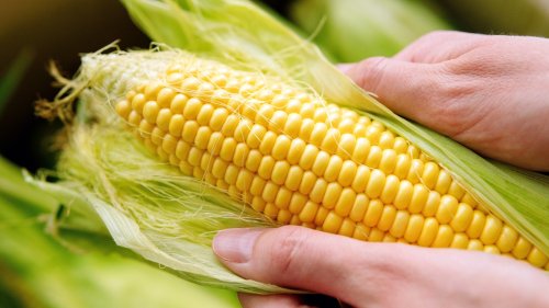 What The Corn Industry Doesn't Want You To Know