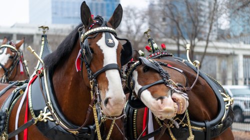 This Is Where The Budweiser Clydesdales Go When They Retire