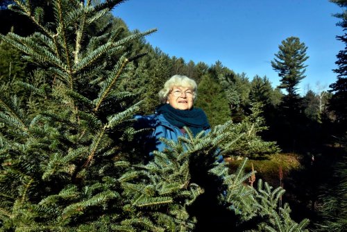 Christmas tree farms in Pioneer Valley say cut-your-own is an evergreen tradition