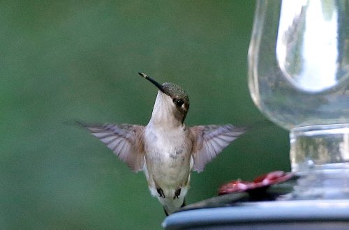 Here’s how to track hummingbirds migrating back to Mass. this spring