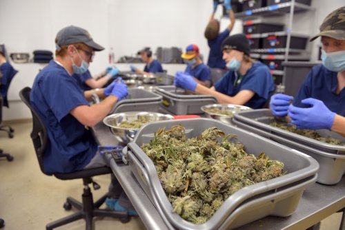 Massachusetts cannabis prices just keep falling. Is an end in sight?