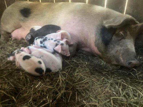 Yoga with baby pigs? Here’s what you need to know about piglet yoga