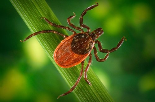 Mass. volunteers sought for Lyme disease vaccine trial by Pfizer, Valneva