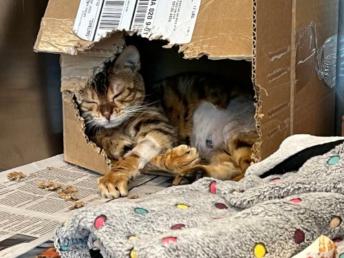 Bengal cat found outside Worcester home undergoes successful surgery, hundreds apply to take her home