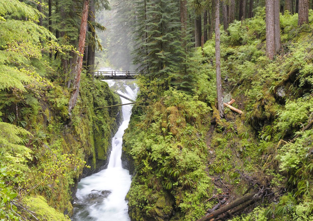 5 Gorgeous Trails Not To Miss in Olympic National Park