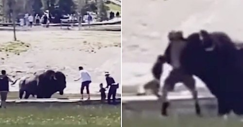 Harrowing Video Shows the Moment a Man Is Gored by a Bison While Saving a Child in Yellowstone